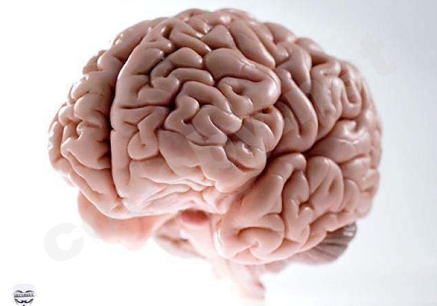 brain.jpg