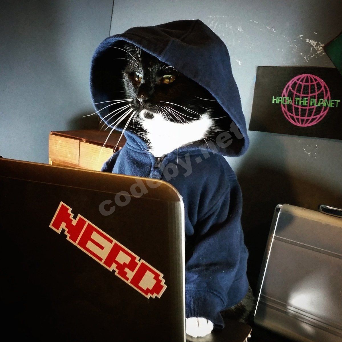 cat_hacker.jpg