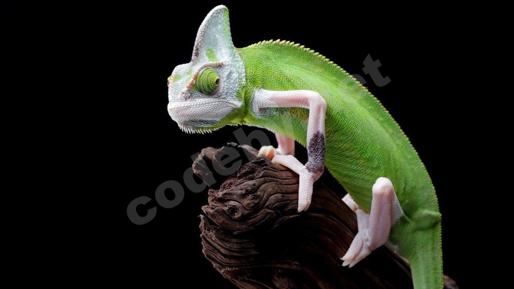 female-pied-veiled-chameleon-juvenile-branch-pied-veiled-chameleon-female-closeup-branch.jpg
