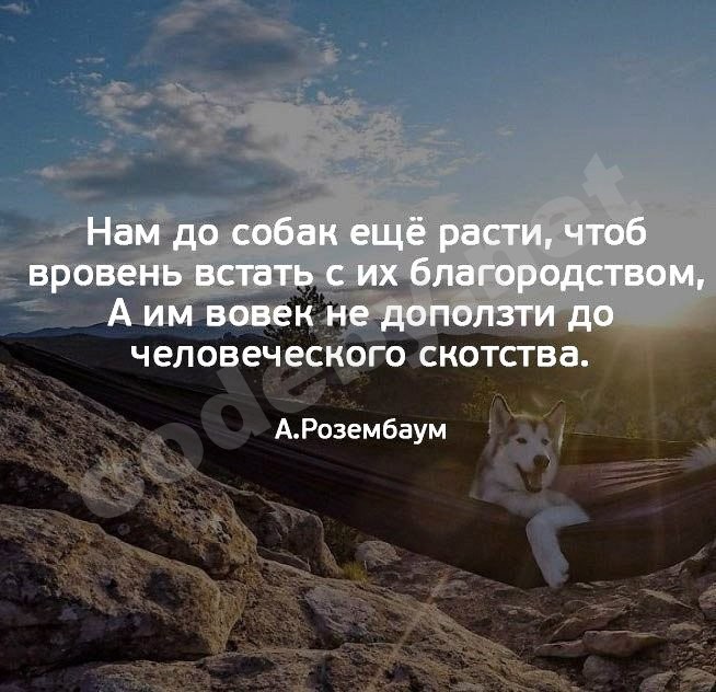 О собаках.jpg