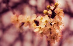 closeup_flower_buds_1920x1200.jpg